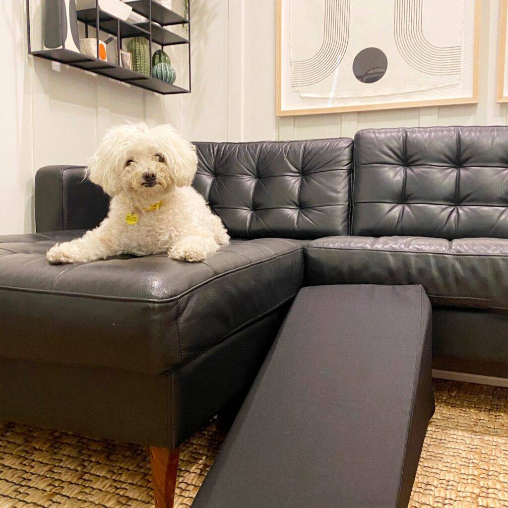 Ellen furniture cover for pets - little elderly dog laying on a couch, with a wedge bolster in a protective cover next to it.